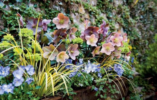 Best Plants for a Shady Backyard Garden