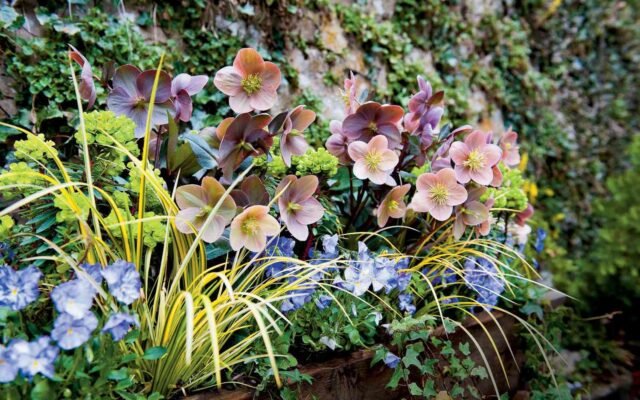 best plants for shade garden
