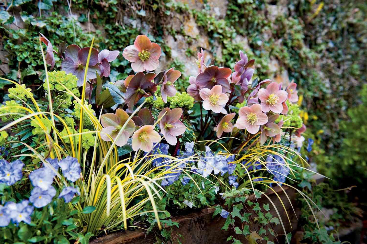 best plants for shade garden